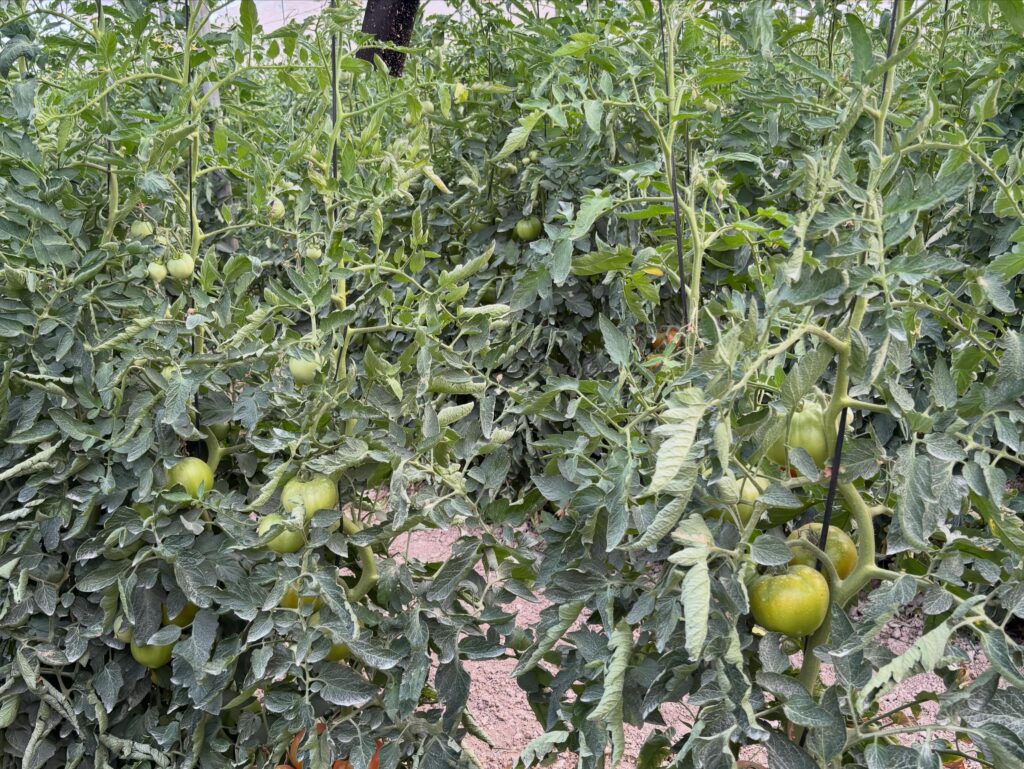 tomate muchamiel